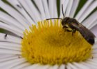 20110706 lany 017-5 : květ, macro-detail, včela