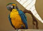 Gran Canaria  Papoušek : zábavní park