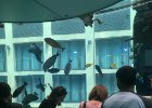 Německo 2018 - Berlín  Výlet do Berlína - Aquarium AquaDom & SealLife Berlin : CK-Lenka, Německo 2018, _CK-Lenka, akce, aktivita, cestování