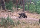 Německo 2018 - Flaeming, Oehna  Wildlife Park Johanismühle - medvěd : CK-Lenka, Německo 2018, _CK-Lenka, akce, aktivita, cestování, medvěd, předmět, zoo