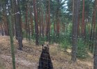 Německo 2018 - Flaeming, Oehna  Wildlife Park Johanismühle - medvěd : CK-Lenka, Německo 2018, _CK-Lenka, akce, aktivita, cestování, medvěd, předmět, zoo
