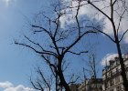 Paříž - květen 2006  stromořadí nad st. Martinským kanálem : architektura, strom