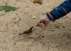 Paříž 2017  krmení vrabců v parku : Paříž 2017, vrabec
