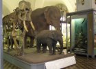 Petrohrad - Zoologické muzeum : Petrohrad a Pobaltí, exponát, výstava