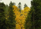 Průhonice 2004 : podzim, strom
