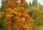 Průhonice 2004 : podzim, strom