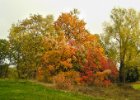 Průhonice 2004 : krajina, podzim, strom