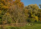 Průhonice podzim 2016  Procházka Dendrologickou zahradou v náhradním termínu : podzim