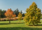 Průhonice podzim 2016  Procházka Dendrologickou zahradou v náhradním termínu : podzim
