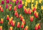Průhonice 2017 - tulipány : tulipán