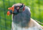 Pražská zoo : pták