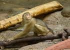Pražská zoo  indonéský pavilon : opice