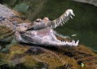 Zoo Dvůr Králové : krokodýl, plaz, zoo