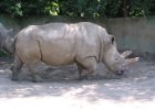 Zoo Dvůr Králové : nosorožec, zoo