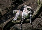 Zoo Jihlava : lemur, opice, výlet do Zoo, zoo