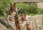 Zoo Liberec : _moje, bečka, bečka s dětma, zoo, žirafa