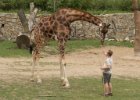 Zoo Liberec : _moje, bečka, bečka s dětma, zoo, žirafa