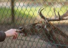 Zoo Ohrada  poněkud dementní tatínek předváděl dětem že daňci nekoušou - a bylo to vážně poučné, protže koušou :)