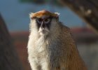 Zoo Ohrada  opičky nám na sluníčku vážně pózovaly