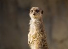 Zoo Ohrada  surikaty jsou prostě mazlíčci