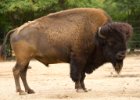 20110626-019 : bizon