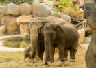 20130508-052  sloní výběh : výlet do Zoo, zoo