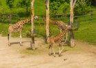 20130508-055  Žirafa Rothschildova (Giraffa camelopardalis rothschildi) Třída: savci, Řád: sudokopytníci, Čeleď: žirafovití : výlet do Zoo, zoo