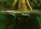 Pražská zoo : krokodýl